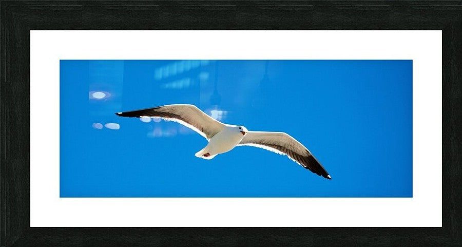 Free As A Bird wall picture frames