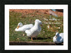 Ducks Gathering Together Discussing