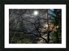 2262529 :: Framed Print
