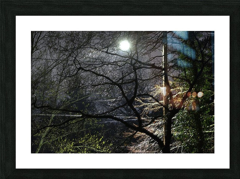2262529 :: Framed Print