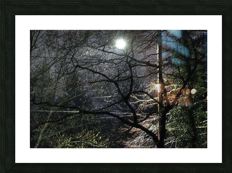 2262529 :: Framed Print