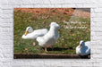 2262508 :: Acrylic Print