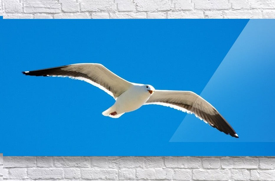Free As A Bird wall picture frames