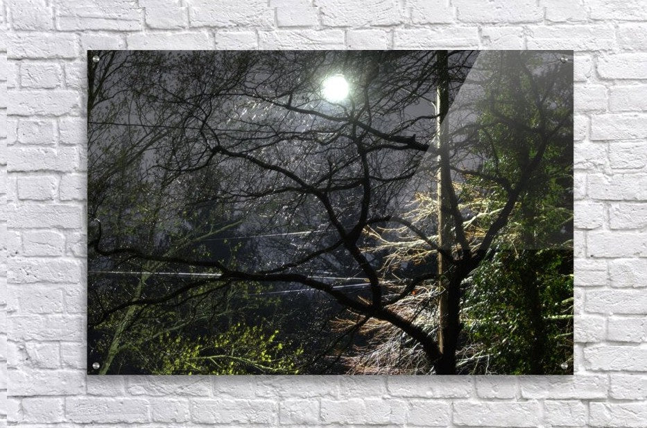 2262529 :: Acrylic Print
