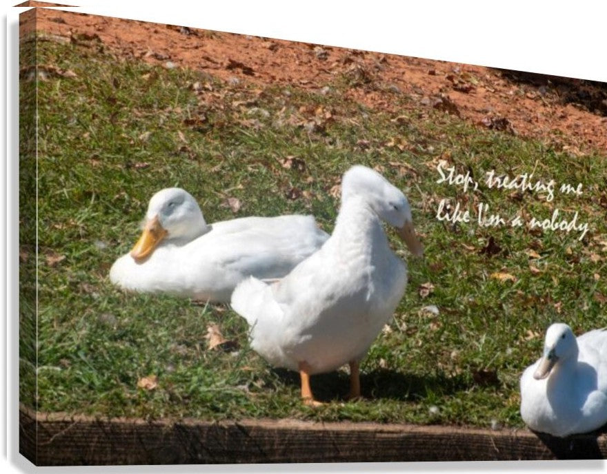 Ducks Gathering Together Discussing