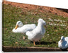 Ducks Gathering Together Discussing