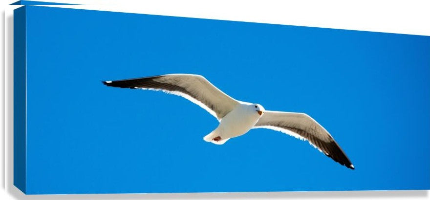 2262513 :: Giclée Stretched Canvas Print