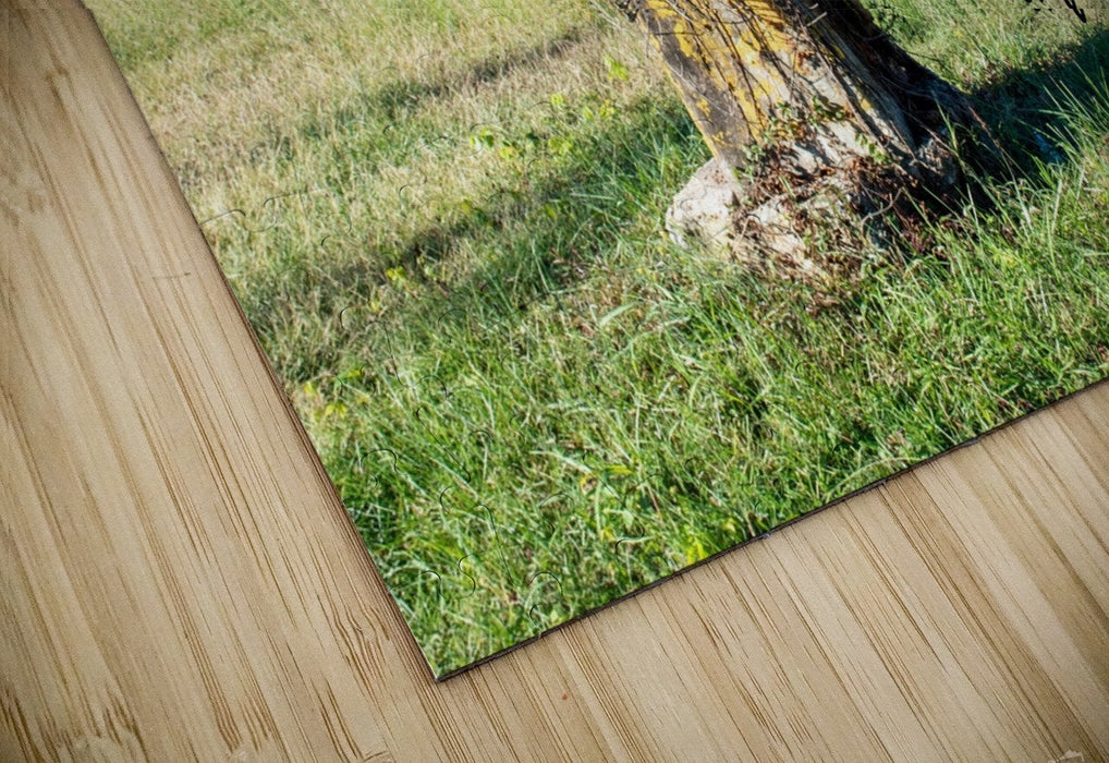 Wall Picture Frames | BR Fashions LLC