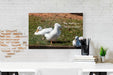 Ducks Gathering Together Discussing