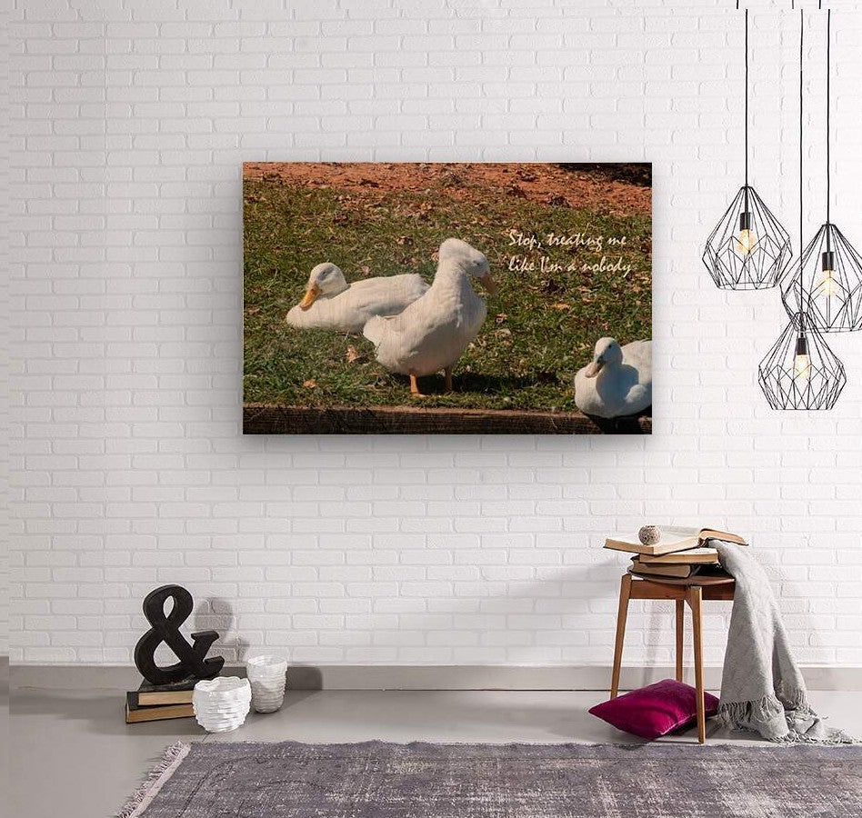Ducks Gathering Together Discussing
