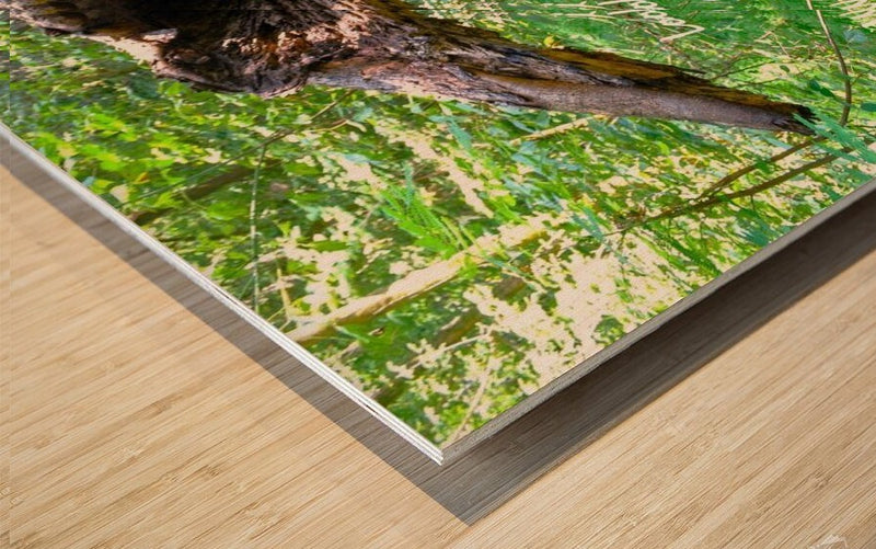 Home Decor - Look See