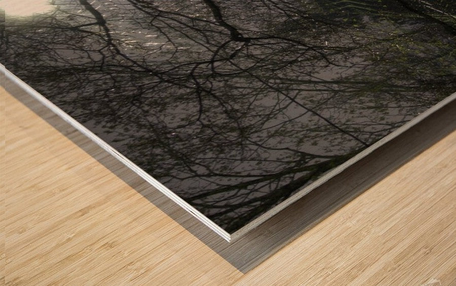 2262529 :: Wood Print
